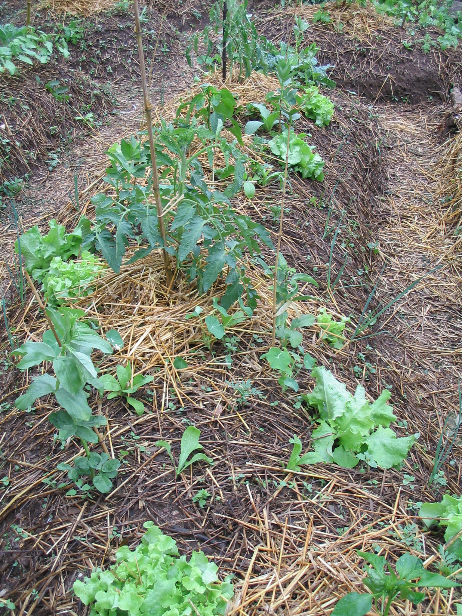 Photo de jardin 19