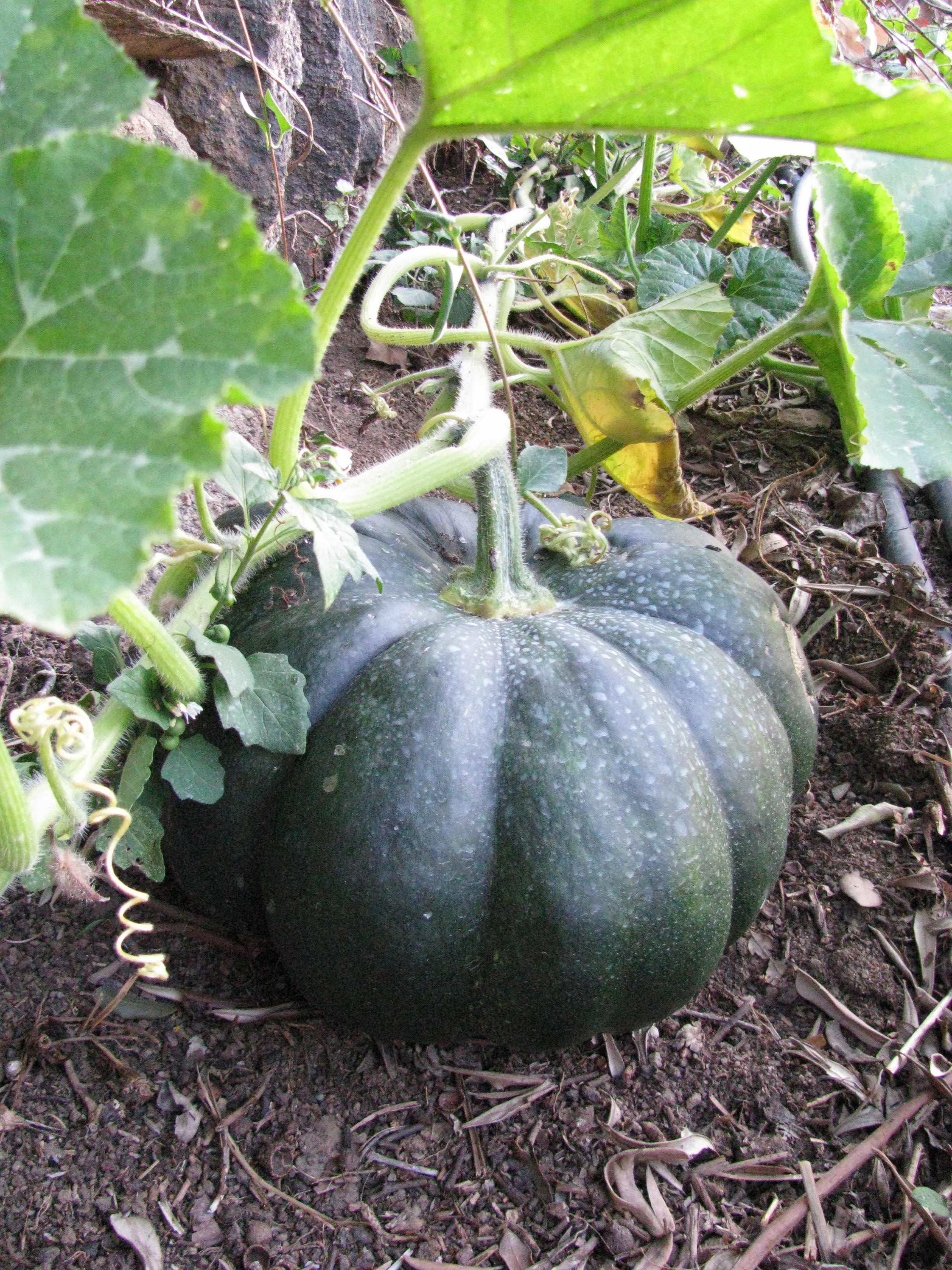 Photo de jardin 22