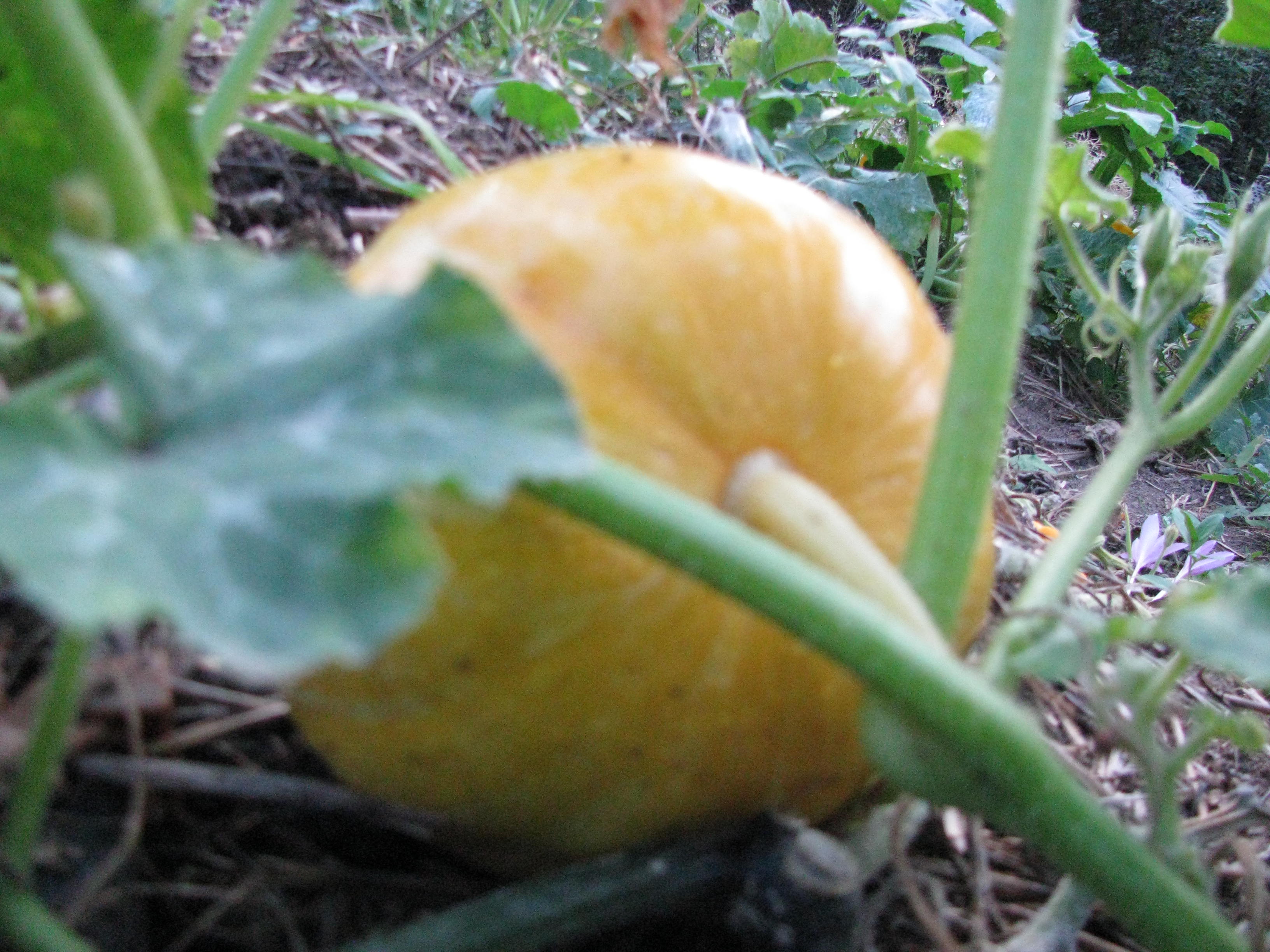 Photo de jardin 26