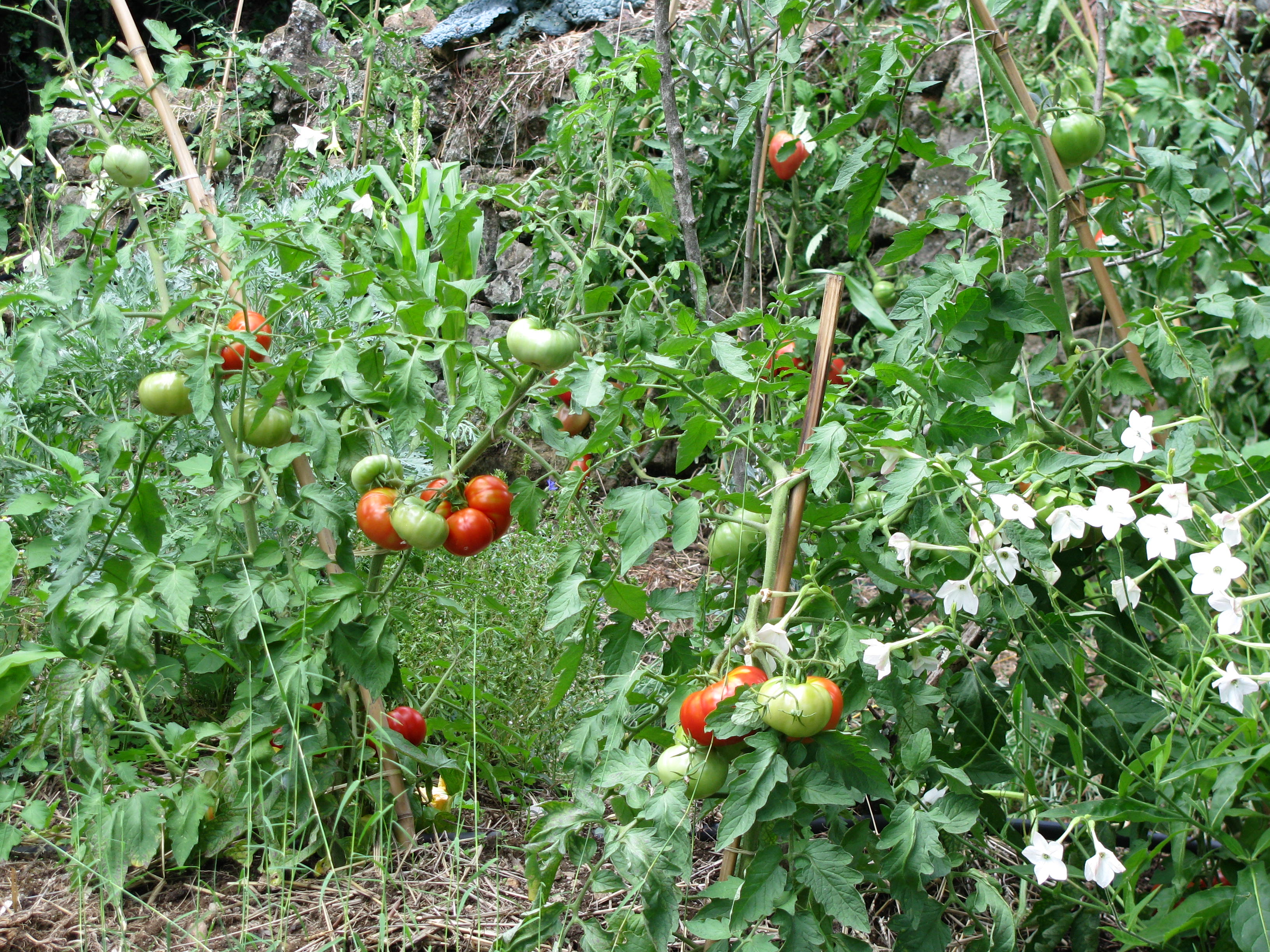 Photo de jardin 27