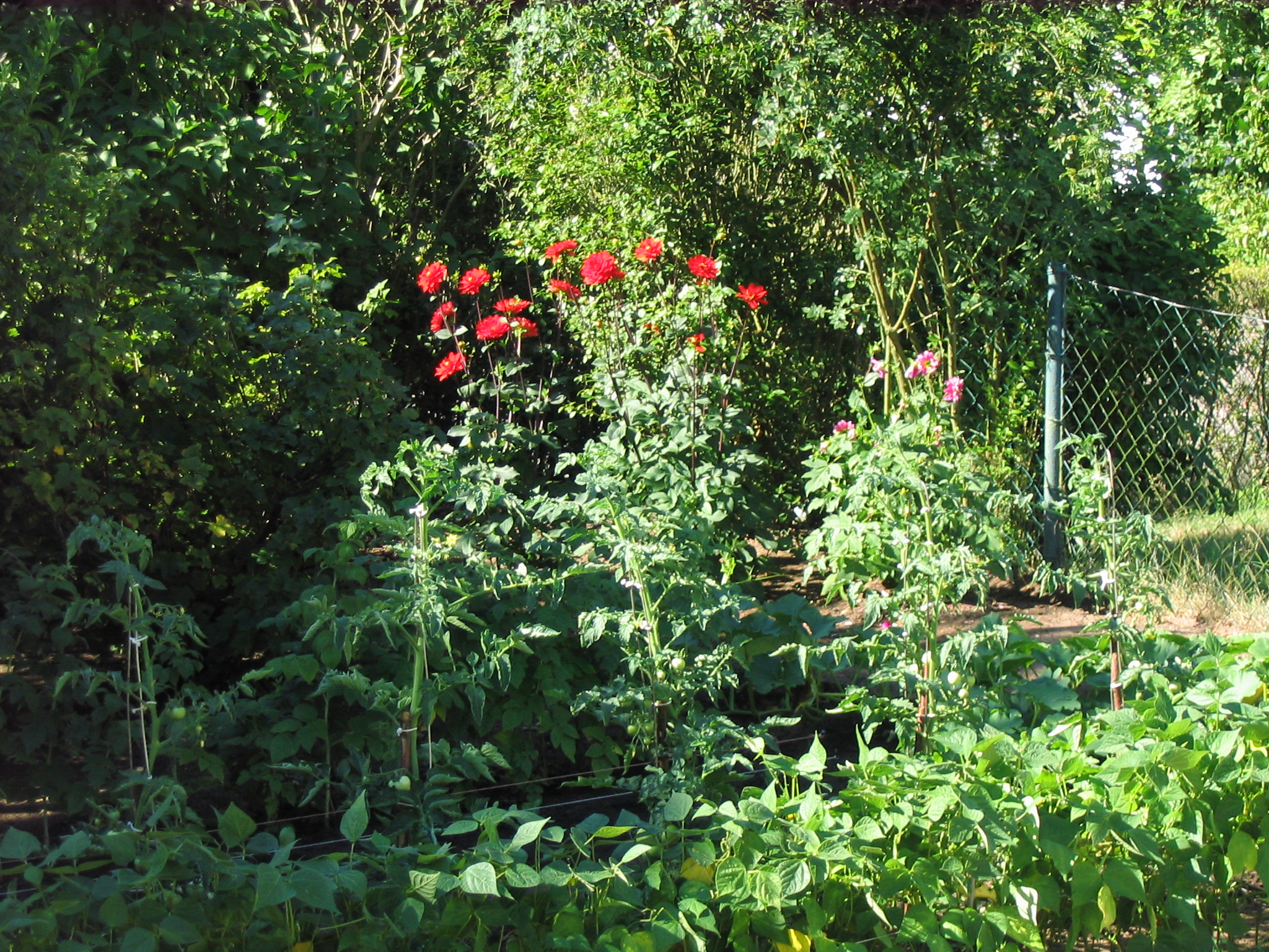 Photo de jardin 32
